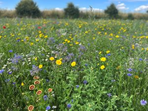 Wildflowers